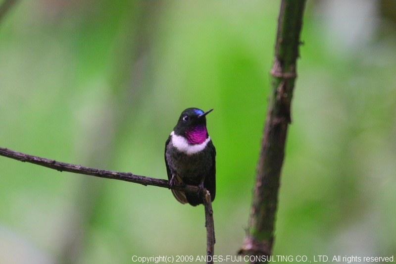Amethyst-throated Sunangel (和名:アメシストテンシハチドリ Amethyst-throated Sunangel (和名:アメシストテンシハチドリ