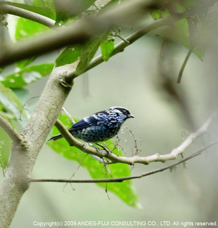 Beryl-spangled Tanager(和名：ギンボシフウキンチョウ 学名