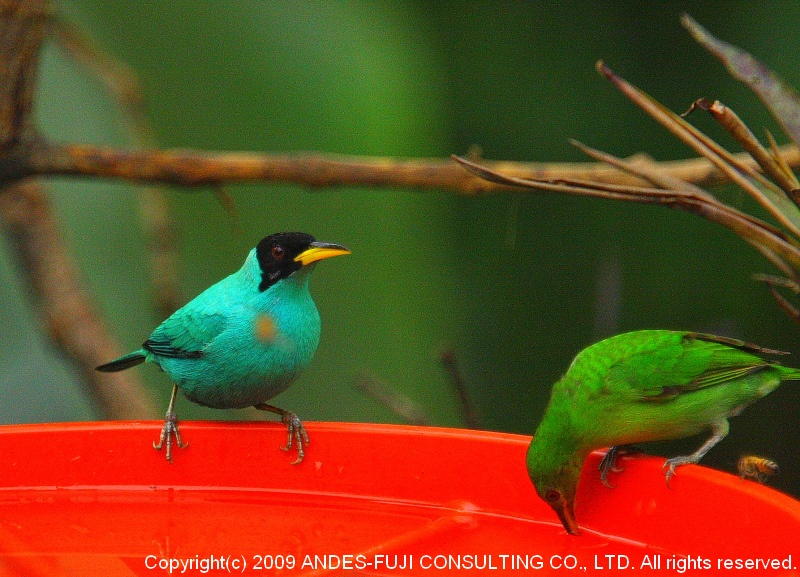 Green Honey Creeper（学名：Chlorophanes spiza 和名；ズグロミツドリ