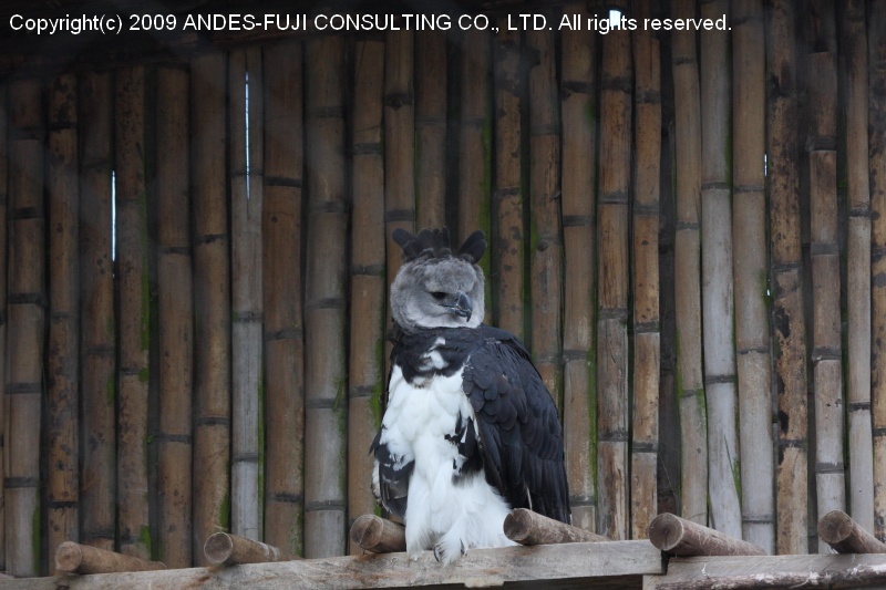 Harpy Eagle (和名：オウギワシ 学名：Harpia harpyja