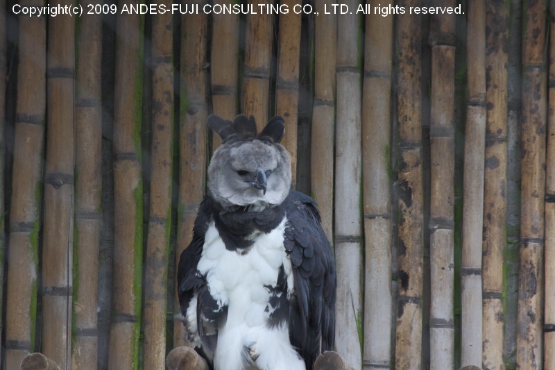 Harpy Eagle (和名：オウギワシ 学名：Harpia harpyja): エクアドルの