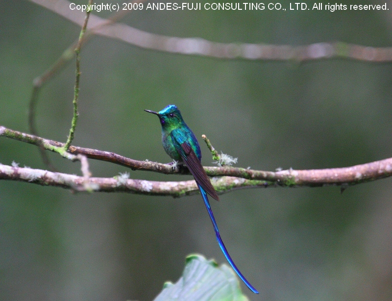 Long-tailed Sylph ( 和名:アオフタオハチドリ 学名 Long-tailed Sylph ( 和名:アオフタオハチドリ 学名