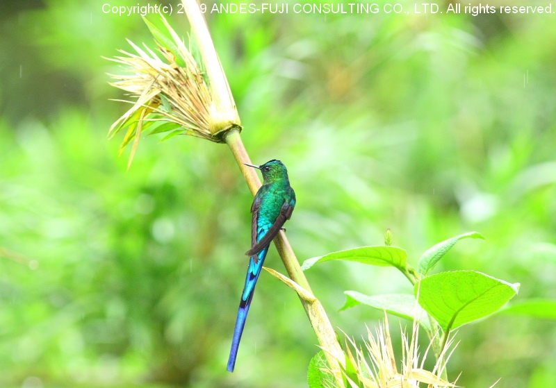 Long-tailed Sylph ( 和名：アオフタオハチドリ 学名