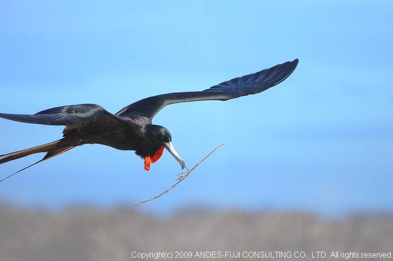 Magnificent Frigatebird（和名：アメリカグンカンドリ、学名： Fregata magnificens）: エクアドルの野鳥と自然  ： アンデス・フジ・コンサルティング