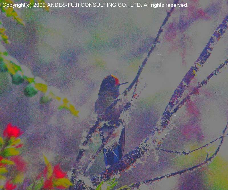 vitamin RHirotaka bird of paradise vitamin RHirotaka bird of paradise Bird of Paradise Care