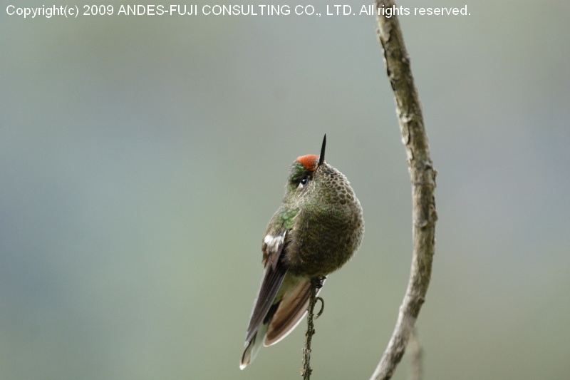 Rainbow-bearded Thornbill(和名：ニジイロコバシハチドリ学名