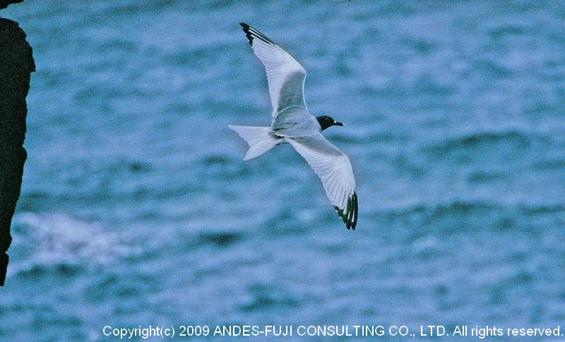 Swallow-tailed Gull (和名：アカメカモメ 学名：Creagrus furcatus