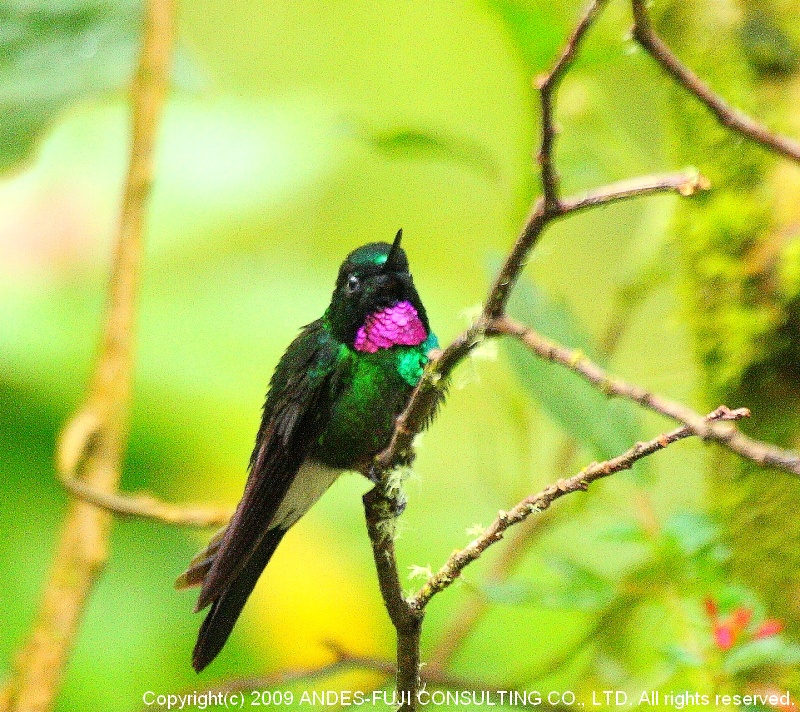 Tourmarine Sunangel (和名：トルマリンテンシハチドリ学名