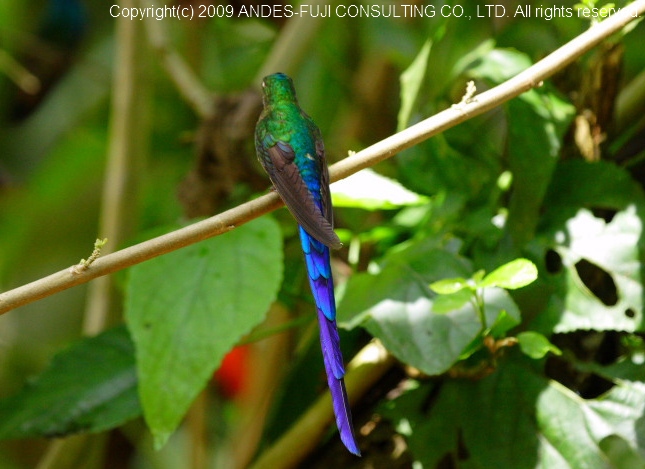 Violet-tailed Sylph ( 和名;ムラサキフタオハチドリ 学名 Violet-tailed Sylph ( 和名;ムラサキフタオハチドリ 学名