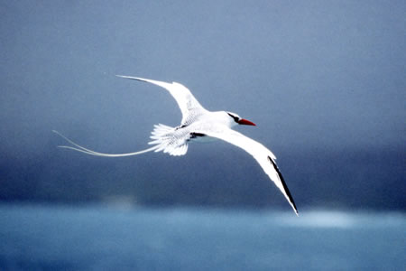 Red-billed Tropic Bird(AJnVlb^C`E)