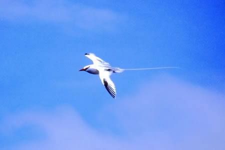 Red-billed Tropic Bird(AJnVlb^C`E)