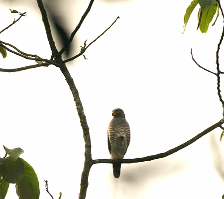 Roadside Hawk (IInVmXFButeo magnirostris ) 