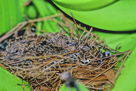 Chicks of Tropical kingbird (I[u^C`E̐FTyrannus Melancholicus)