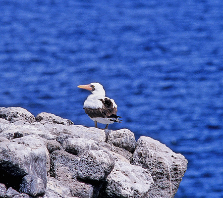 Galapagos Masked Booby (KpSX}XNJcIhFSula daetylatra granti)