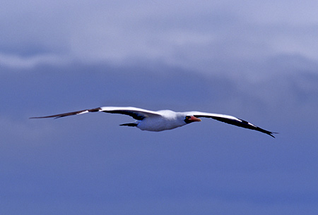 Galapagos Masked Booby (KpSX}XNJcIhFSula daetylatra granti)