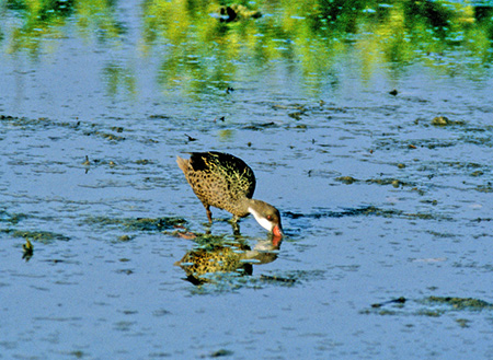 Galapagos White-cheeked Pintail Duck(KpSXzEWIiKK Anas bahamensis galapagensis) 