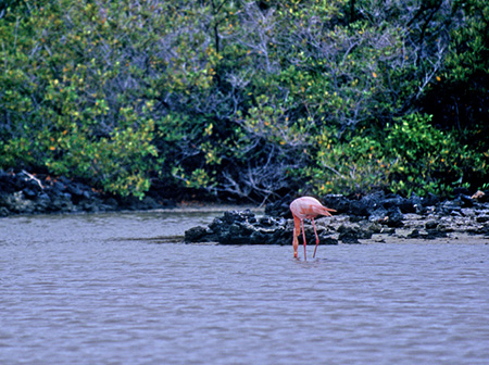 Greater flamingo (IIt~S Phoenicopterus rubber)