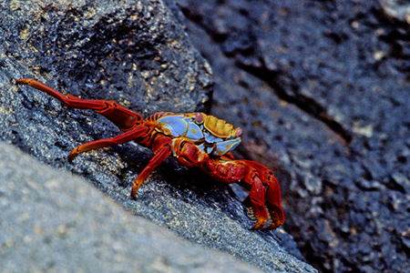 Sally Lightfoot Crab (KpSXxjCKjF Grapsus Grapsus)