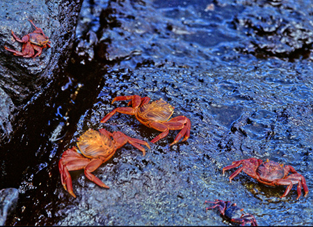 Sally Lightfoot Crab (KpSXxjCKjF Grapsus Grapsus)