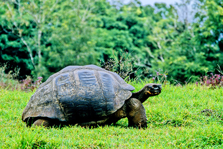 Galapagos Giant Tortoise (KpSX]EK: Geochelone elephantopus elephantopus)