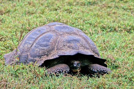 Galapagos Giant Tortoise (KpSX]EK: Geochelone elephantopus elephantopus)