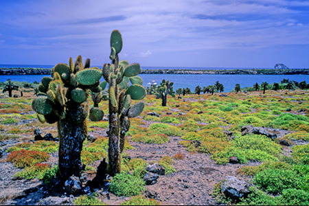 Prickly Pear Cactus (KpSXE`T{eFOpuntia echios var. echios)