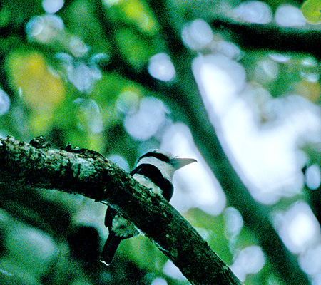 White-necked puffbird ( VGIIKVF Notharchus macrorhinchos)