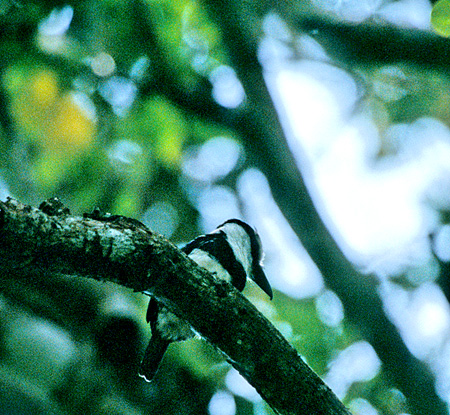 White-necked puffbird ( VGIIKVF Notharchus macrorhinchos)