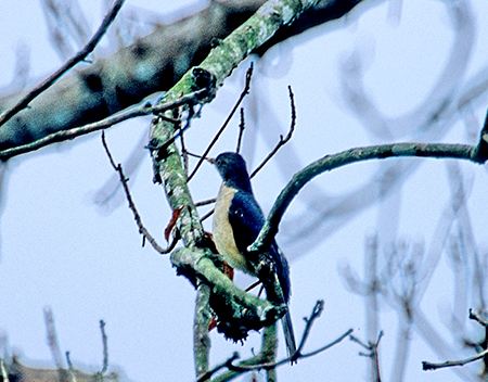 Plumbeous-backed Thrush@(asFTurdus reevei)