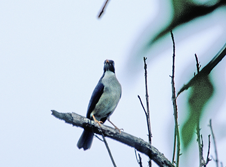 Plumbeous-backed Thrush@(asFTurdus reevei)