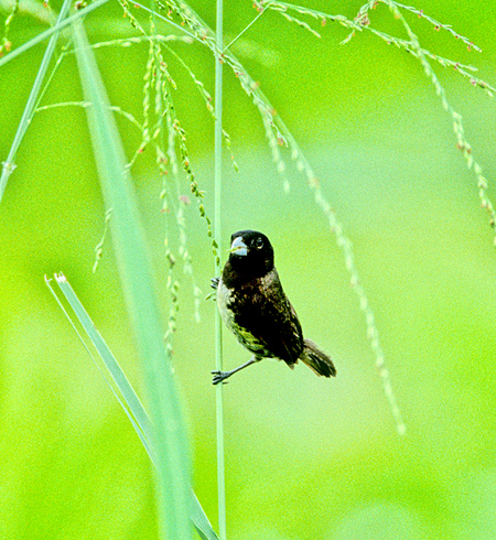 Black-and-white Seedeater(VNqE\FSporophila luctuosa)