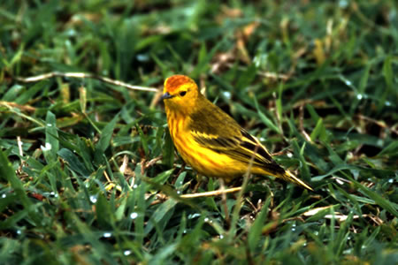 Yellow Warbler(LCEAJEVNC)