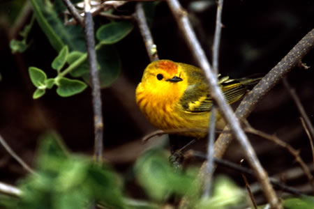 Yellow Warbler(LCEAJEVNC)