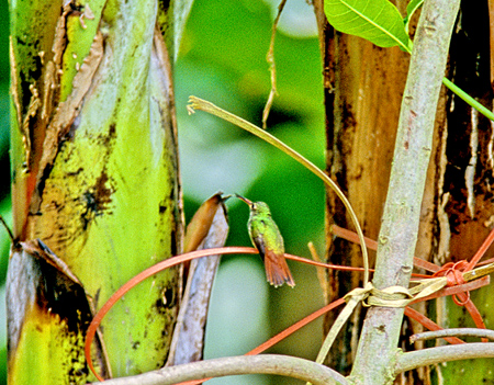 Rufous-tailed hummingbird(nCoGhn`hFAmazilia tzacatl)