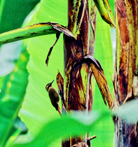 Plain-brown woodcreeper (RIjLoVFDendrocincla fuliginosa)