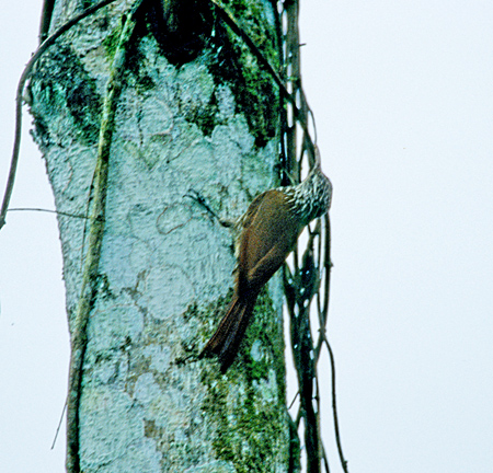 Streak-headed woodcreeper (V}KVLoVFLepidocolaptes@Souleyetii)