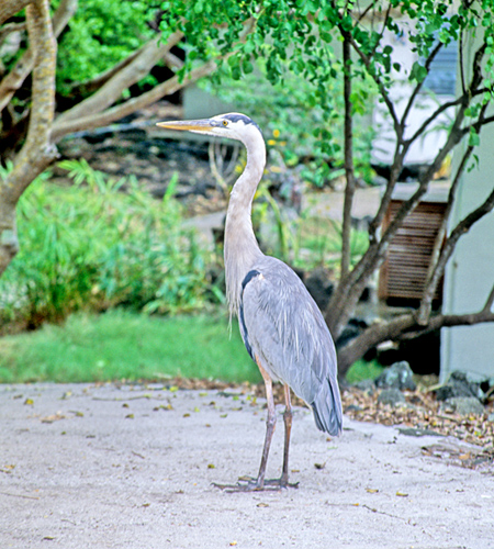 Galapagos Great Blue Heron(KpSXIIAITMFArdea herodias cognate)