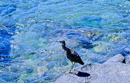 Lava Heron (KpSXTTSCFButorides sundevalli)