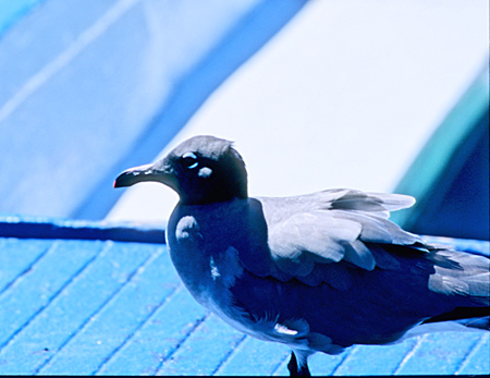 Lava Gull (EKJF Larus fuliginosus)