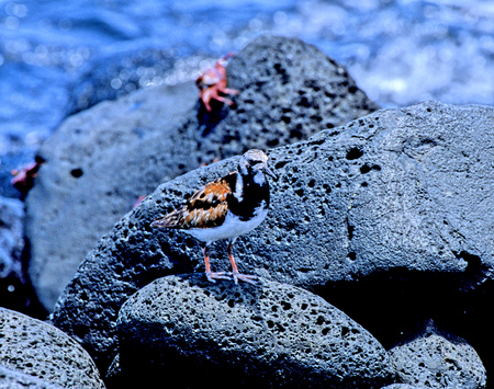 Ruddy Turnstone ( LEWEVMF Arenaria interpres)