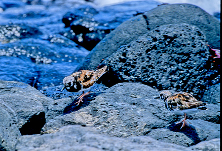 Ruddy Turnstone ( LEWEVMF Arenaria interpres)