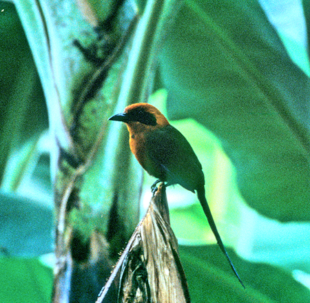 Broad-billed Motmot(qnVn`NChLFElectron Platyrhynchum )