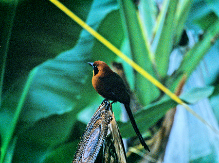 Broad-billed Motmot(qnVn`NChLFElectron Platyrhynchum )