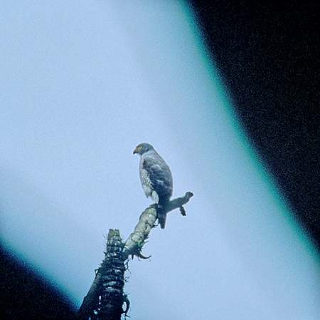 Barred Forest-Falcon@(as:@Micrastur ruficollis)