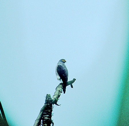 Barred Forest-Falcon@(as:@Micrastur ruficollis)