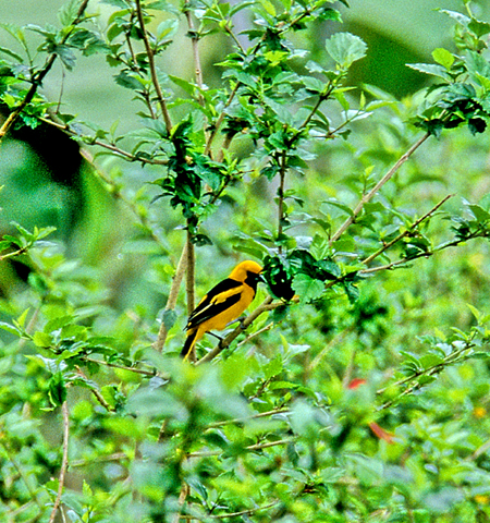 Yellow -Tailed Oriole (LK^NhhLFIcterus mesomelas)