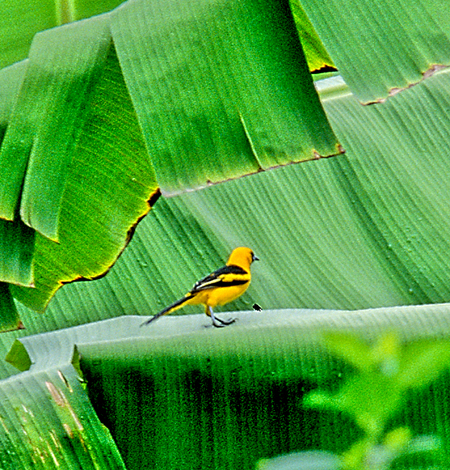 Yellow -Tailed Oriole (LK^NhhLFIcterus mesomelas)