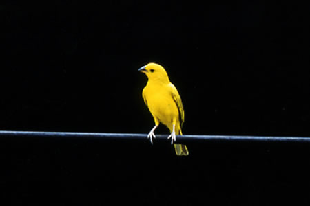 Saffron Finch(LmWR)