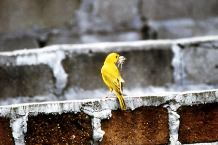 Saffron Finch(LmWR)