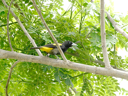 Yellow-Rumped Cacique (LSVcXhFCacicus cela)